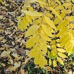 Juglans mandshurica Feuille