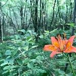 Lilium bulbiferumFloare