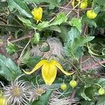 Clematis tangutica Blomma