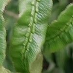 Woodwardia radicans 葉