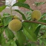 Prunus persica Frutto