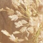 Eragrostis tenella Fruit
