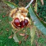 Castanea sativaFruit