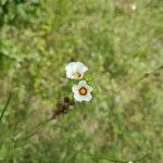 Sida linifolia Blomma