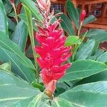 Alpinia purpurataFlower