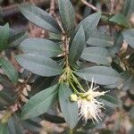 Syzygium jambos Folla