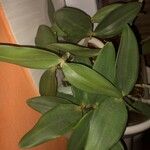 Cattleya intermedia Blad