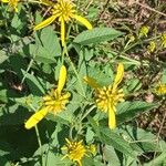 Verbesina alternifolia Flower
