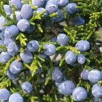 Juniperus monosperma Fruit