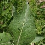 Verbascum lychnitis Leaf