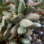 Adromischus cooperi Folla