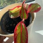 Aglaonema commutatumList