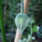 Callianthe picta Flor