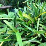 Maxillaria variabilis Агульны выгляд