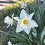 Narcissus × incomparabilis Flower