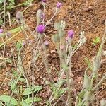Gutenbergia rueppellii Flor