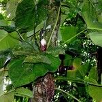 Philodendron fragrantissimum Hábito
