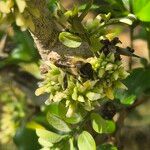 Dalbergia melanoxylon Цвят
