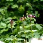 Silene dioica Habit