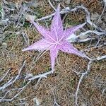 Colchicum variegatum Flower