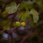 Jatropha curcas Frucht