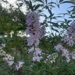 Vitex agnus-castusFlors