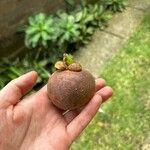 Garcinia mangostana 果實