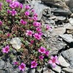 Saxifraga oppositifolia Other