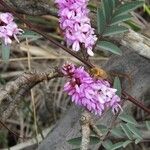 Indigofera australis फूल