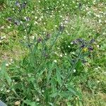 Anchusa officinalis Habit