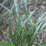 Ophiopogon jaburan Vaisius