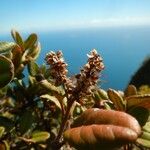 Weinmannia ouaiemensis Flor