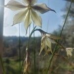 Gladiolus murielae Lorea