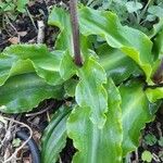 Veltheimia bracteata Fulla