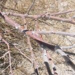 Vachellia hebeclada Кора