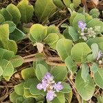 Vitex trifolia Floro