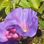 Ipomoea indica Цветок