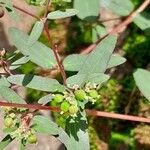 Euphorbia hyssopifolia Квітка