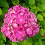 Hydrangea macrophyllaFlor