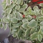 Mesembryanthemum cordifolium cv. 'Variegata' Leht