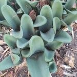 Haemanthus coccineus पत्ता