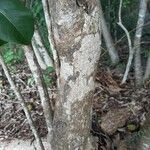 Pisonia subcordata Bark