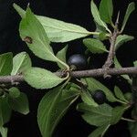 Rhamnus virgata عادت