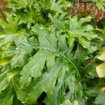 Acanthus mollis Leaf