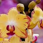 Phalaenopsis × singuliflora Flor