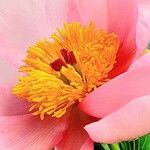 Paeonia mascula പുഷ്പം