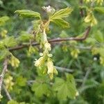 Ribes americanum Λουλούδι