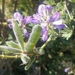 Lupinus chamissonis ᱵᱟᱦᱟ