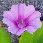 Ipomoea pes-caprae Květ