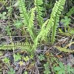 Asplenium platyneuron ᱥᱟᱠᱟᱢ